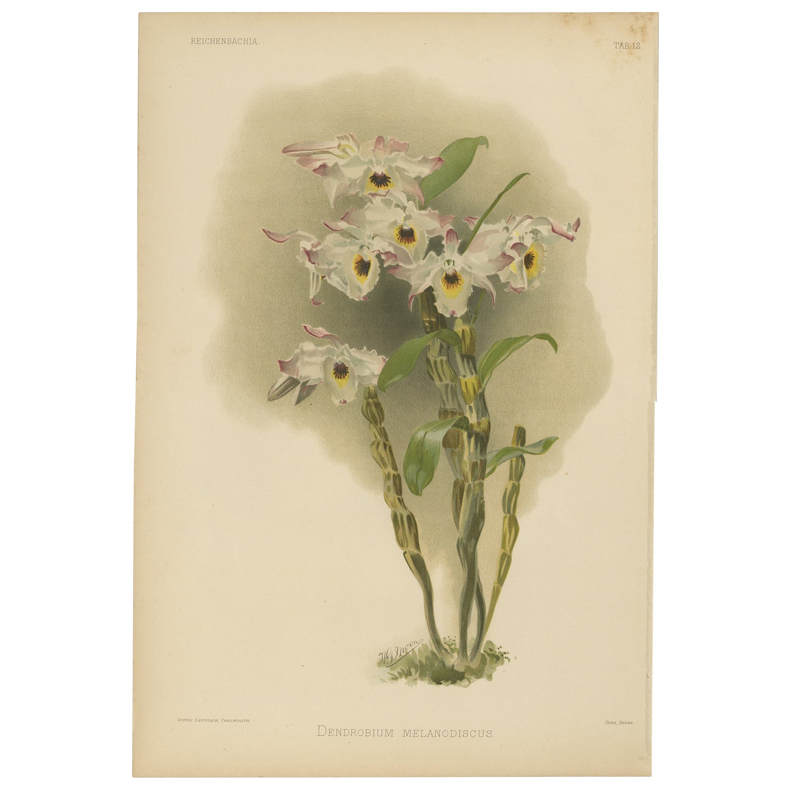 Large Antique Botanical Print, Orchid Dendrobium Melanodiscus, c.1888