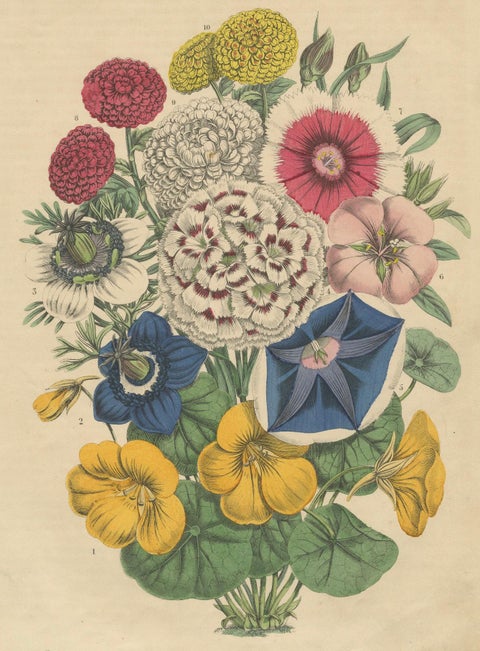 Victorian Floral Bouquet with Garden Blooms from Book of Worlds, 1863, close-up 5
