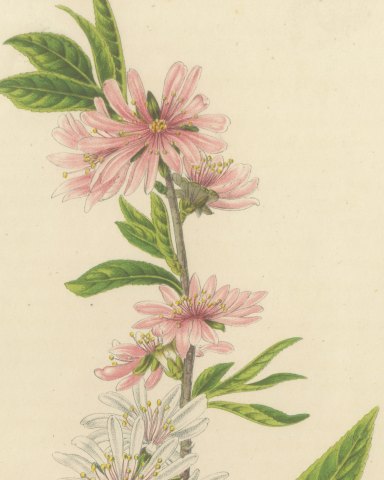 Double Flowering Peach Japonica Stellata, Amygdalus Persica, 1859, close-up 2