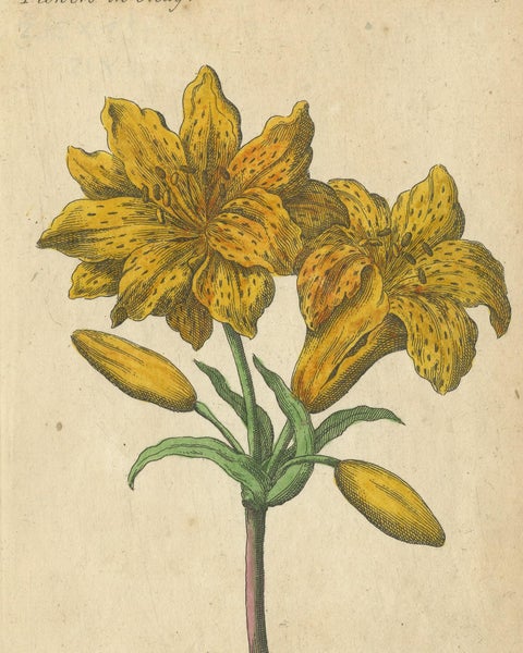 Antique Print of the Yellow Austrian Rose, Cinnamon Rose and Orange Lilly, 1747, view 2