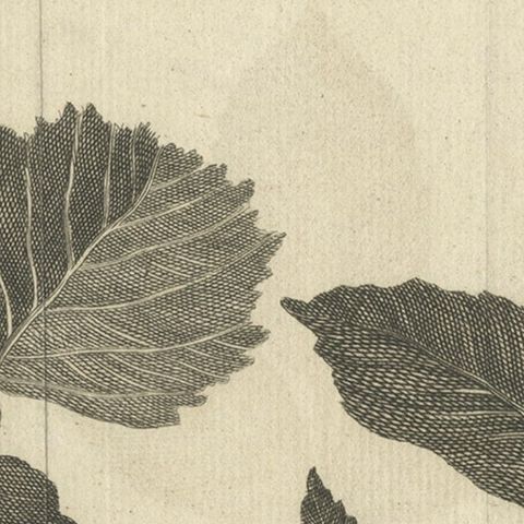 Antique Botany Print of Alnus And Fraxinus by Le Bas, 1752, close-up 1