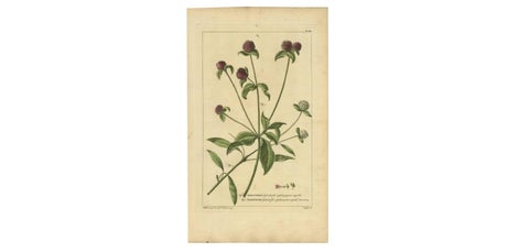 Antique Flower Print 'Amaranthoides' , 1755, view 4