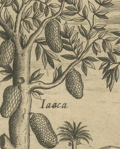 Tropical Abundance: The Jackfruit and Palm Trees in De Bry's 1601 Engraving, close-up 2