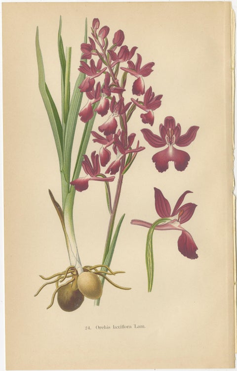 German Meadow Orchids: A Heritage of Botanical Artistry, 1904, view 3