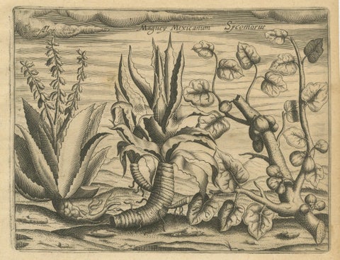 De Bry Botanical Engravings, Cinnamon, Aloe & Aromatic Plants, c.1598, close-up 3