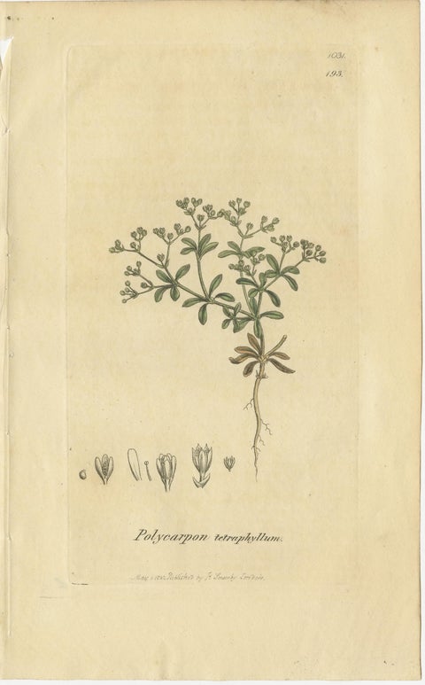 Set of 9 Antique Botanical Engravings of Grasses & Wildflowers, c.1830, view 10