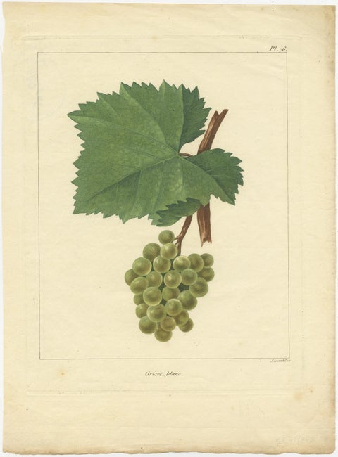 Set of Two Antique Prints of Various Green / White Grape Varieties, view 2