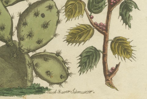 Cochineal Cactus and Kermes Oak: Hand-Colored Engraving from 1798, close-up 2