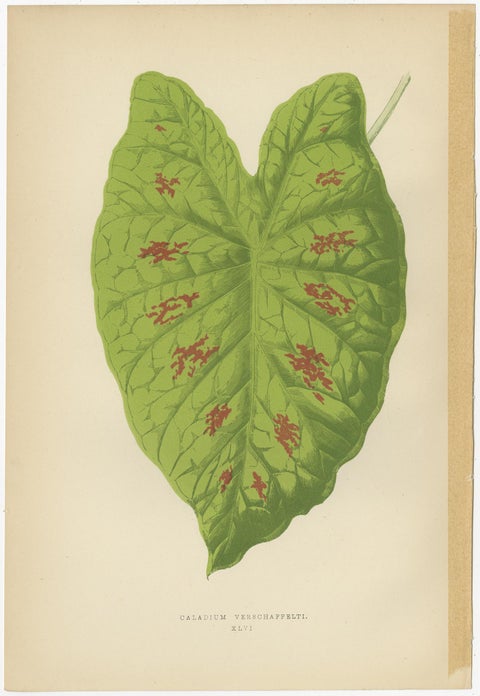 Set of 6 Botany Prints, Caladium Verschaffelt, Cordyline Indivisa, 1891, view 2