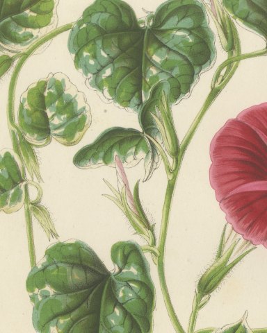 Japanese Morning Glory Punicea Picta, Pharbitis Polymorpha Plate V, 1858, close-up 2