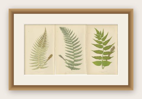 Antique Hand-Colored Fern Prints, Aspidium Species, 19th Century Botanical Art, shown framed