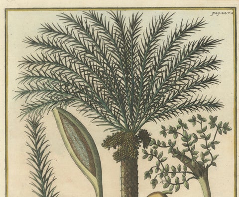 Rare Botanical Date Palm Engraving by J.C. Volkamer, Nazareth, 1713, close-up 5