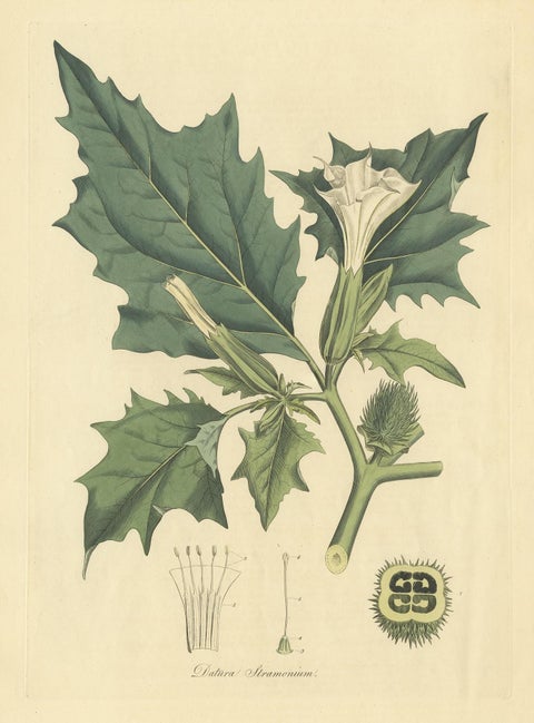 Datura Stramonium, Thorn Apple Botanical Engraving by Curtis c.1817, view 4