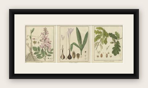 Burning Bush, Autumn Crocus, and English Oak: Botanical Illustrations from 1819, shown framed