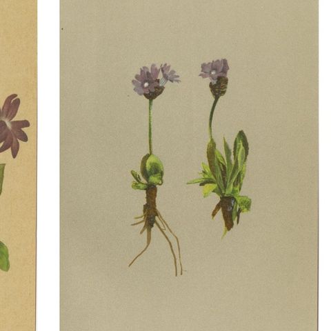 Alpine Botanical Prints Set of 6, Antique Chromolithographs, Primula Series 1897, close-up 1