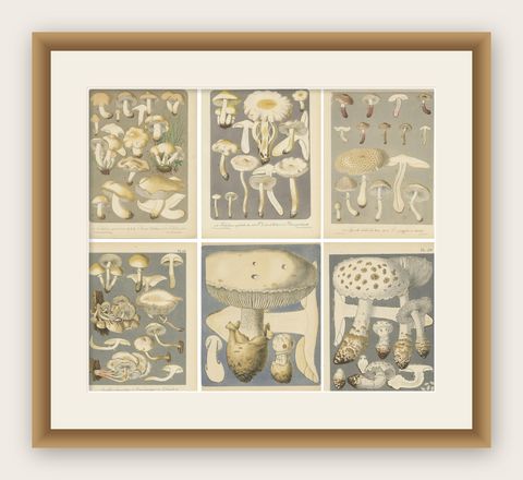 Set of 6 Antique Mycology Prints of Various Fungi by Barla, circa 1890, shown framed