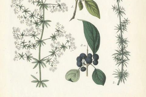 Hand-Colored Botanical Lithograph of Madder, Buckthorn, Cleavers, 1854, close-up 2