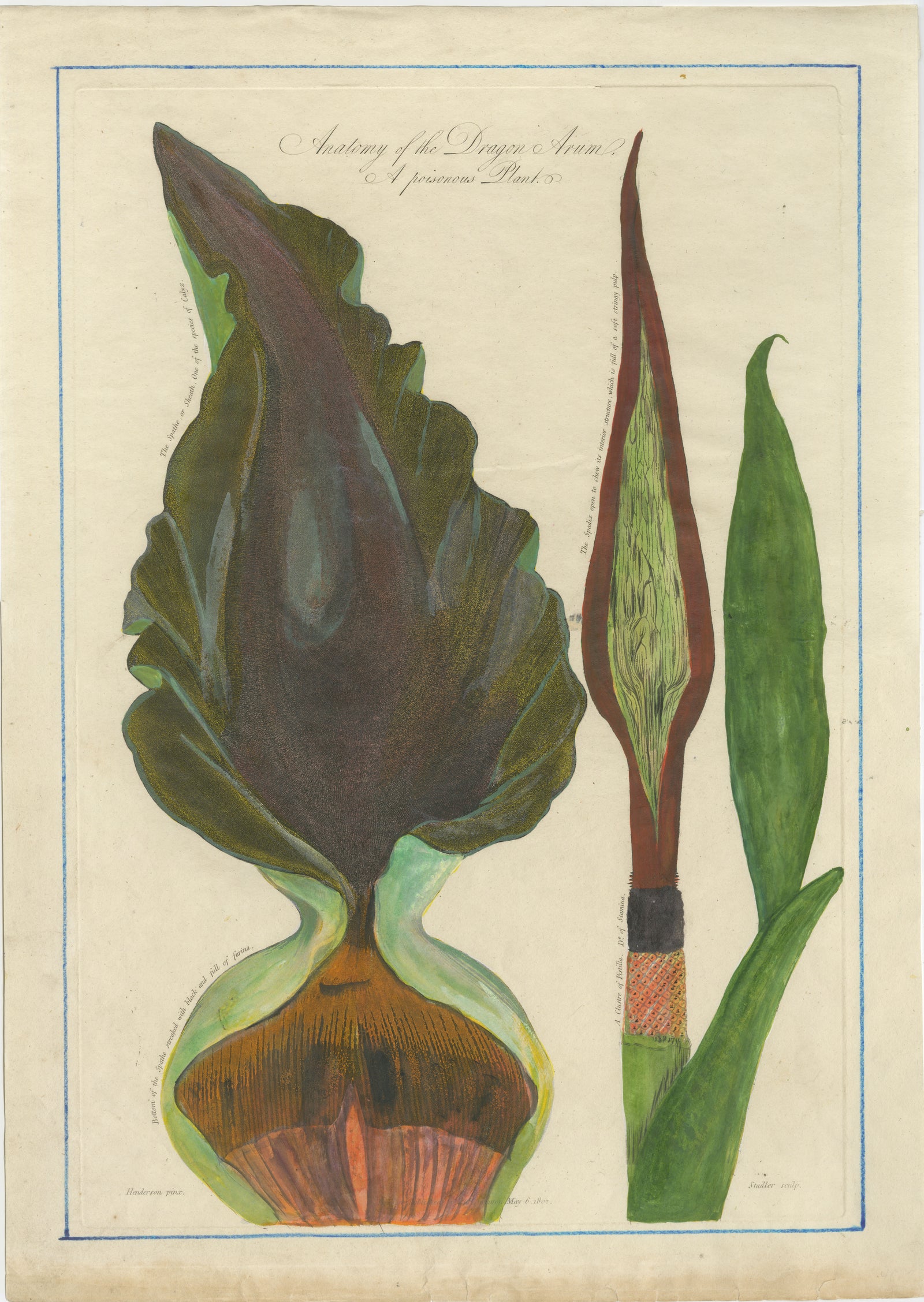 Dragon Arum, Poisonous Plant Botanical Engraving, Thornton, 1802