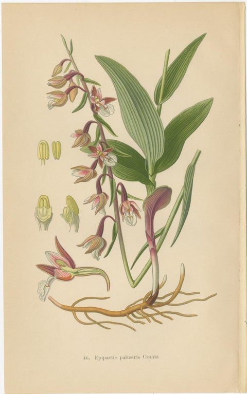 Epipactis Enchantment: A Trio of Botanical Illustrations from 1904, view 4