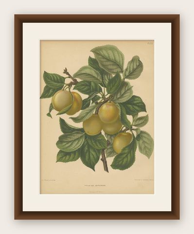 Antique Print of a Jefferson Plum by G. Severeyns, 1876, shown framed