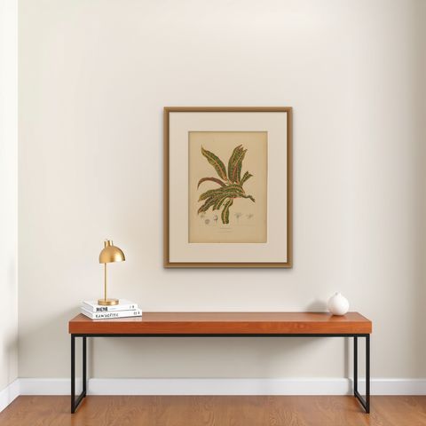 Original Garden Croton (Joseph's Coat) Botanical Chromolithograph, c. 1880, shown framed on a wall, true to size