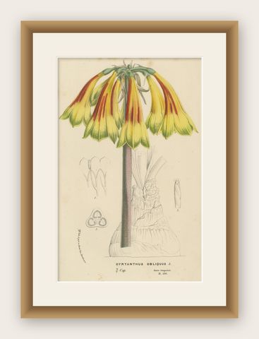 Fiery Elegance: The Fire Lily in Vintage Botanical Art, circa 1875, shown framed