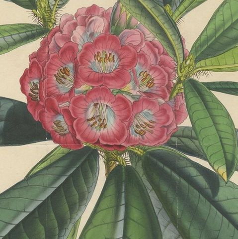 Large Original Antique Flower Lithograph of the Rhododendron Barbatum, 1849, close-up 2