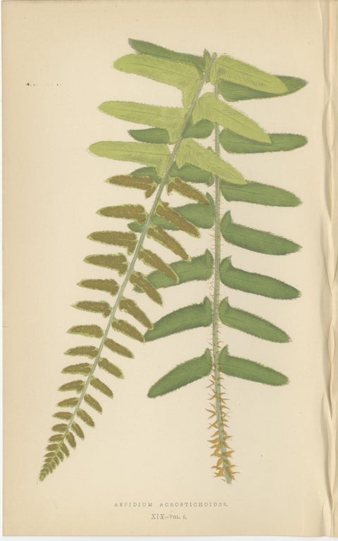 Antique Hand-Colored Fern Prints, Aspidium Acrostichoides, Cristatum, Rigidum, view 2