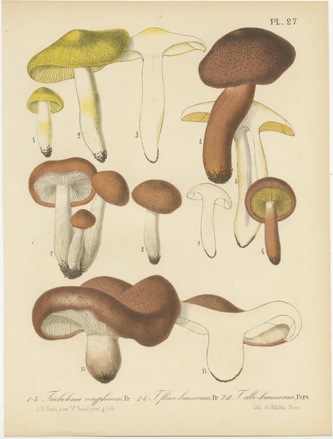 Set of 8 Antique Mycology Prints of Various Fungi by Barla, circa 1890, view 5