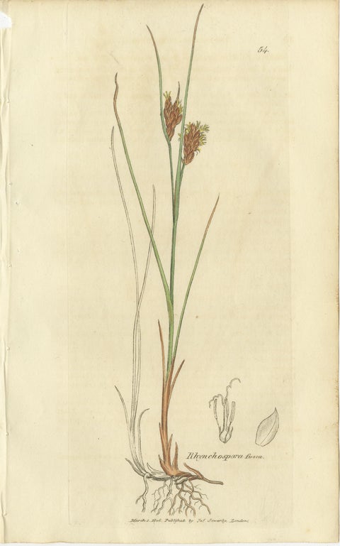 Set of 8 Antique Botanical Engravings of Sedges, Rushes and Wetland Plants, 1830, view 7