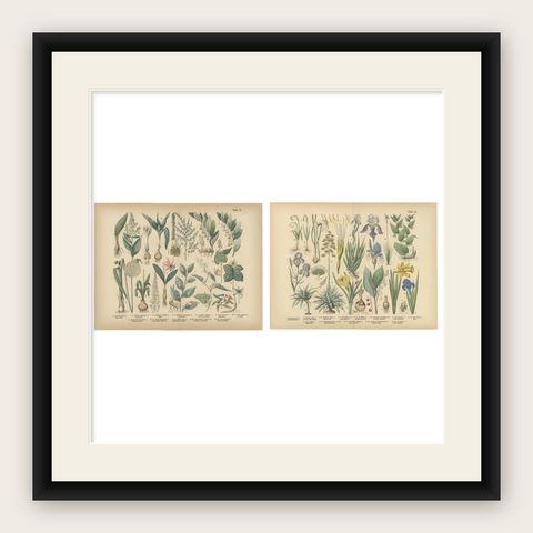 Antique German Botanical Atlas Plates, Tafel 17 to 18, Lilies & Irises, 1885, shown framed