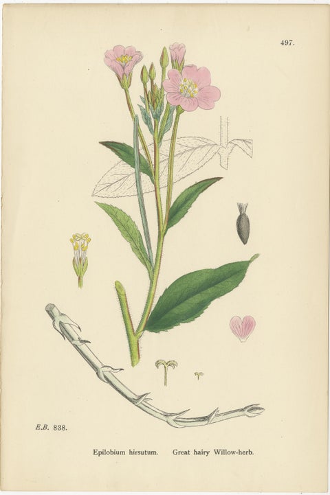 Hand-Colored Botanical Engravings of Hairy and Broad-Leaved Willow-Herbs, 1902, view 2