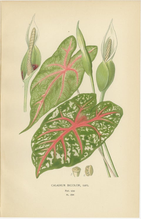 Antique Botanical Lithographs, Caladium, Arum Lily & Flamingo Flower, c.1897, view 3