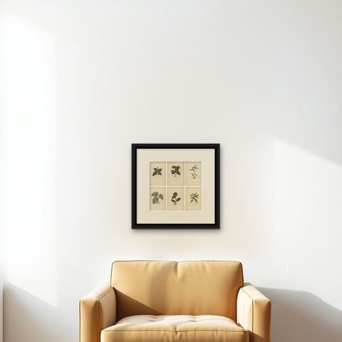 Set of 6 Botany Prints, Sonerila Margaritacea, Goodyera Rubro-Venia, 1891, shown framed on a wall, true to size