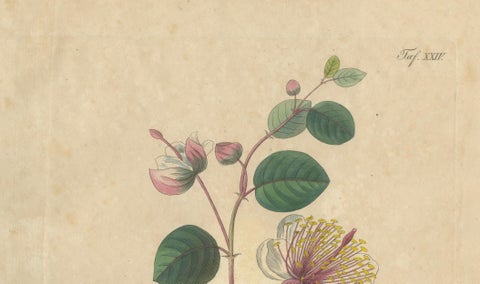 Antique Caper Botanical Print, Capparis Spinosa, Hand Colored, c.1831, close-up 1
