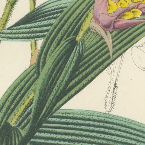 Caravata Plant Botanical Illustration by Louis van Houtte, 19th Century, close-up 6