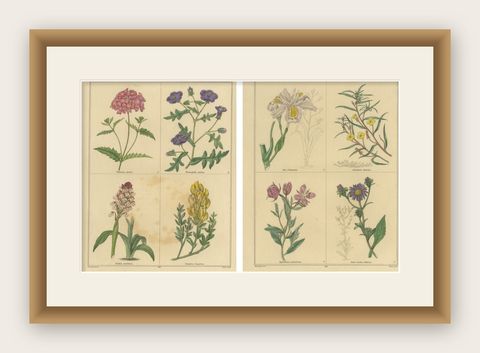 Benjamin Maund Botanical Flower Prints from London c.1836, Pair, shown framed