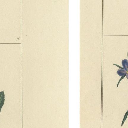 Pair of Hand-Colored Botanical Engravings of Wild & Garden Flowers, London 1828, close-up 1