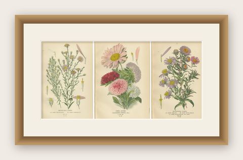 Antique Botanical Prints: Michaelmas Daisies, China Asters & New England Asters, shown framed