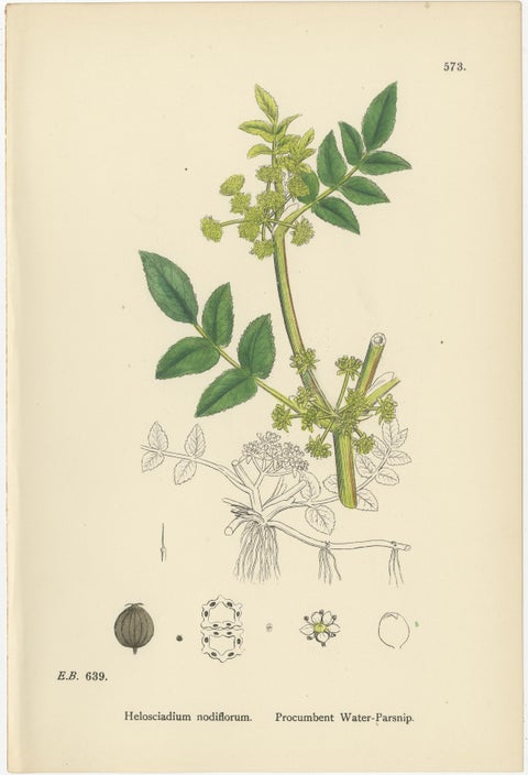 Hand-Colored Botanical Engravings of Wild Celery & Water-Parsnip Varieties, 1902, view 3