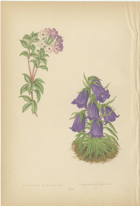 Victorian Triptych of Alpine Flowers from Alpine Plants by David Wooster 1874, view 3