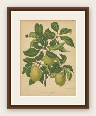 Antique Print of the Goldendrop Plum by G. Severeyns, 1876, shown framed