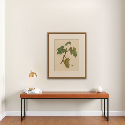 Rare Original Antique Lithograph of the Jouannen Grape Variety, 1890, shown framed on a wall, true to size