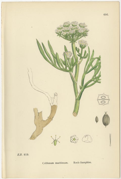 Antique Herb Botanical Prints, Soft Green Palette, Set of Four c.1902, view 6