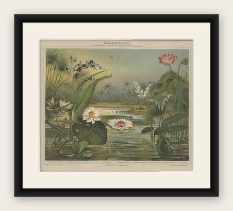 Antique Print of various Aquatic Plants by Meyer 'c.1895', shown framed