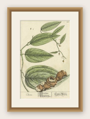Antique Botanical Print of Chinaroot, shown framed