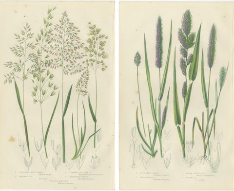 European Quillwort and Pillwort Antique Botanical Print, 1873, view 4