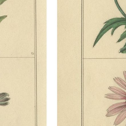 The Botanic Garden Flower Prints by Benjamin Maund, London c.1836, close-up 2