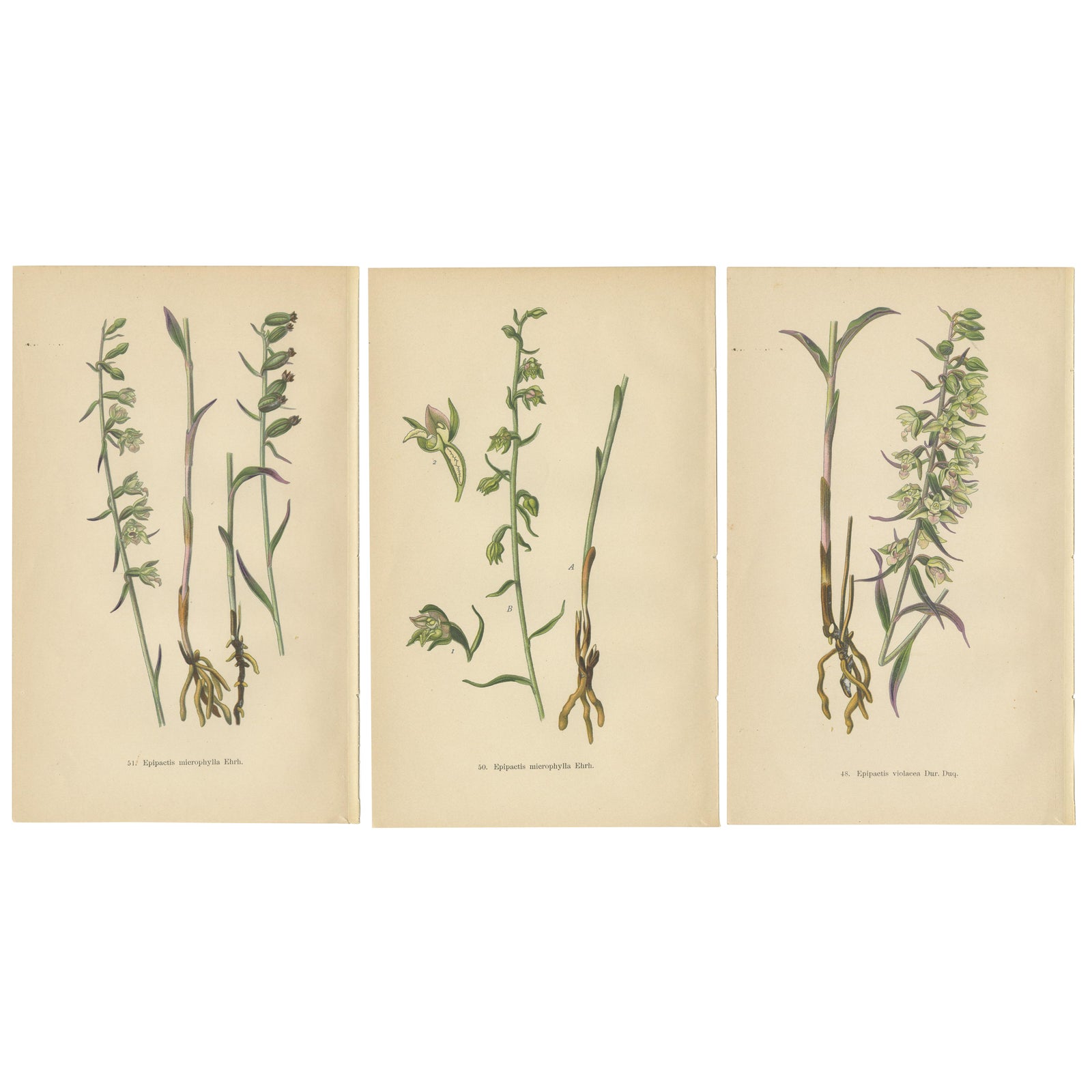 Epipactis Spectrum: A Botanical Study from 1904