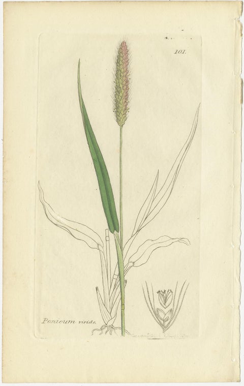 Eight Antique Botanical Engravings of Agrostis, Panicum & Setaria Grasses, 1830, view 6